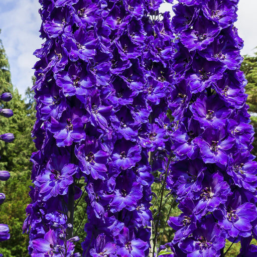 Delphinium 'Black Knight' 9cm -