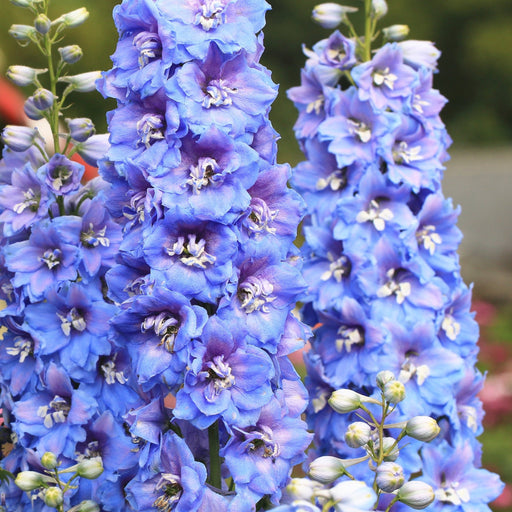Delphinium 'Magic Fountain Sky Blue' 9cm -