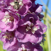 Delphinium 'Magic Fountain Deep Rose' 9cm/1.5L/3L -
