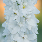 Delphinium elatum Guardian White 3L -