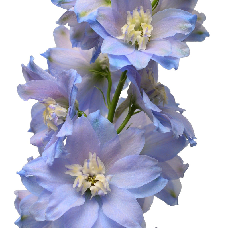 Delphinium 'Magic Fountain Sky Blue' 9cm -
