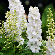 Delphinium elatum Guardian White 3L -