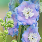 Delphinium 'Magic Fountain Sky Blue' 9cm -