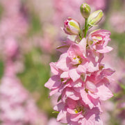 Delphinium Cherry Blossom White Bee 3L -