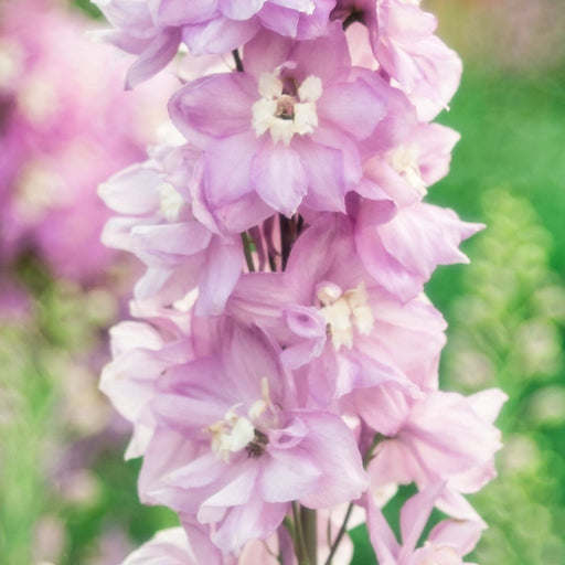 Delphinium Cherry Blossom White Bee 3L -