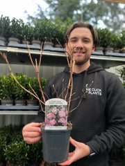 Deutzia 'Mont Rose' 1L / 2L -