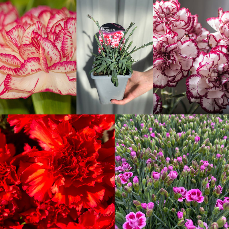 Mix of 5 x 9cm Dianthus - Home & Garden
