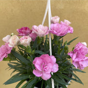 Dianthus - I Love You 10.5cm / 2L -