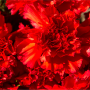 Dianthus 'Passion' 1L -