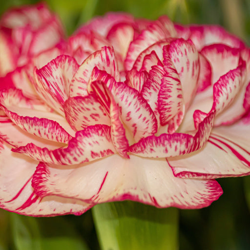 Dianthus Sugar Plum 1L -