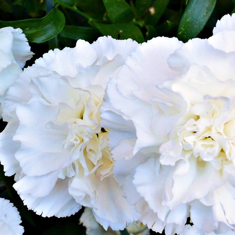 Dianthus 'Bridal Star' 9cm Pot -