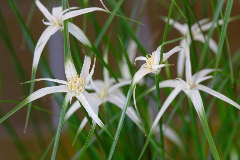 Dichromena colorata (Star grass) - Marginal Pond Plants - MBP032