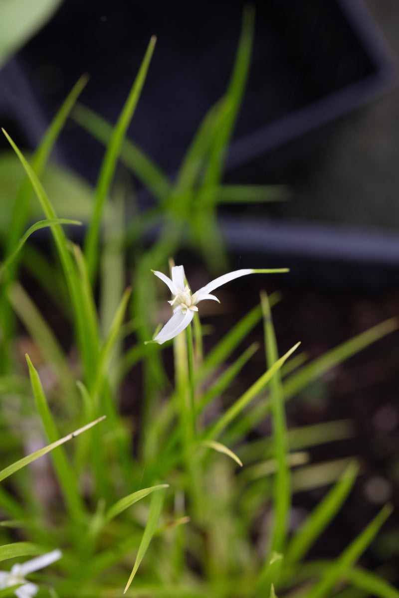 Dichromena colorata (Star grass) - MBP032 Packs