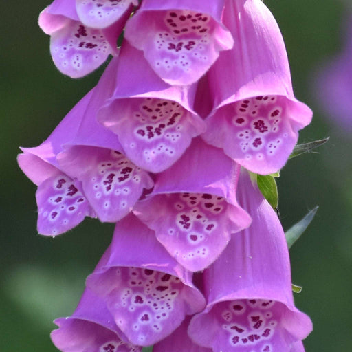 Digitalis purpurea 'Dalmation Purple' 9cm -