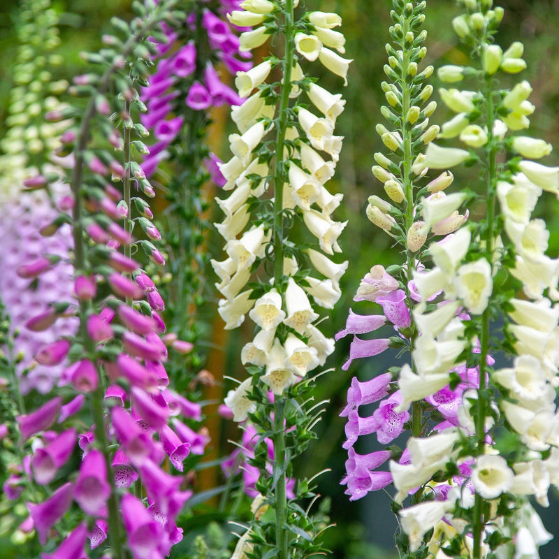 Digitalis purpurea (Foxglove) Our Selection of 3 x Foxgloves in 9cm Pot -