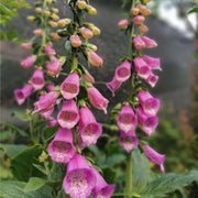 Digitalis purpurea 'Dalmation Purple' 9cm -