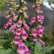 Digitalis purpurea Lavender (Foxglove)9cm -