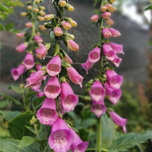 Digitalis purpurea Lavender (Foxglove)9cm -