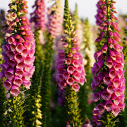 Digitalis purpurea Virtuoso Rose 9cm -