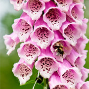 Digitalis purpurea Virtuoso Rose 9cm -