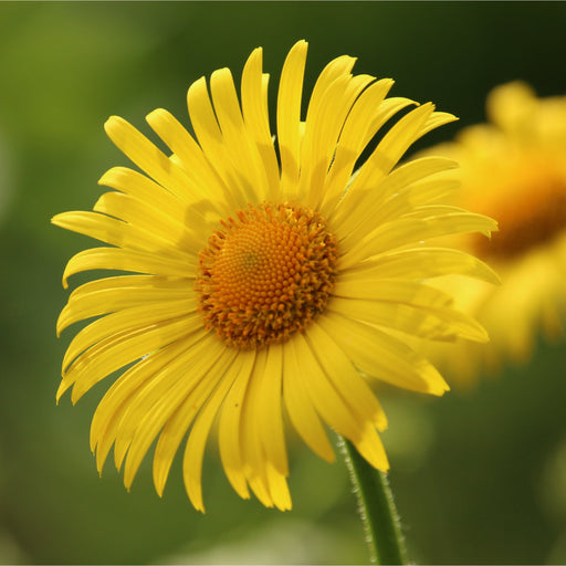 Doronicum caucasicum 'Little Leo' 2L -