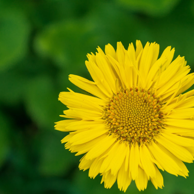 Doronicum orientale 'Little Leo' 9cm -