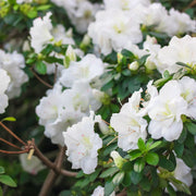 Azalea japonica 'Dorothy Heiden' 2L -