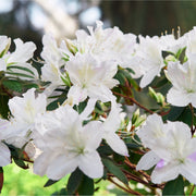 Azalea japonica 'Dorothy Heiden' 2L -