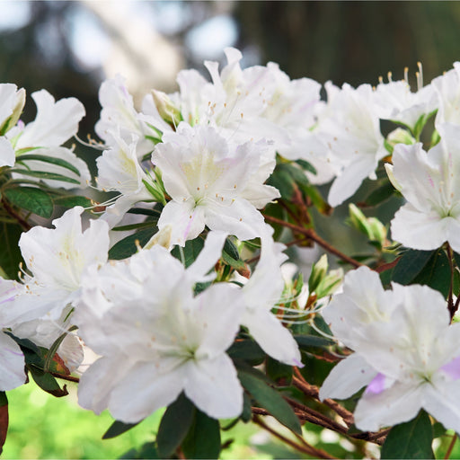 Azalea japonica 'Dorothy Heiden' 2L -