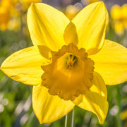 Daffodil 'Dutch Master' (6 Bulbs) -