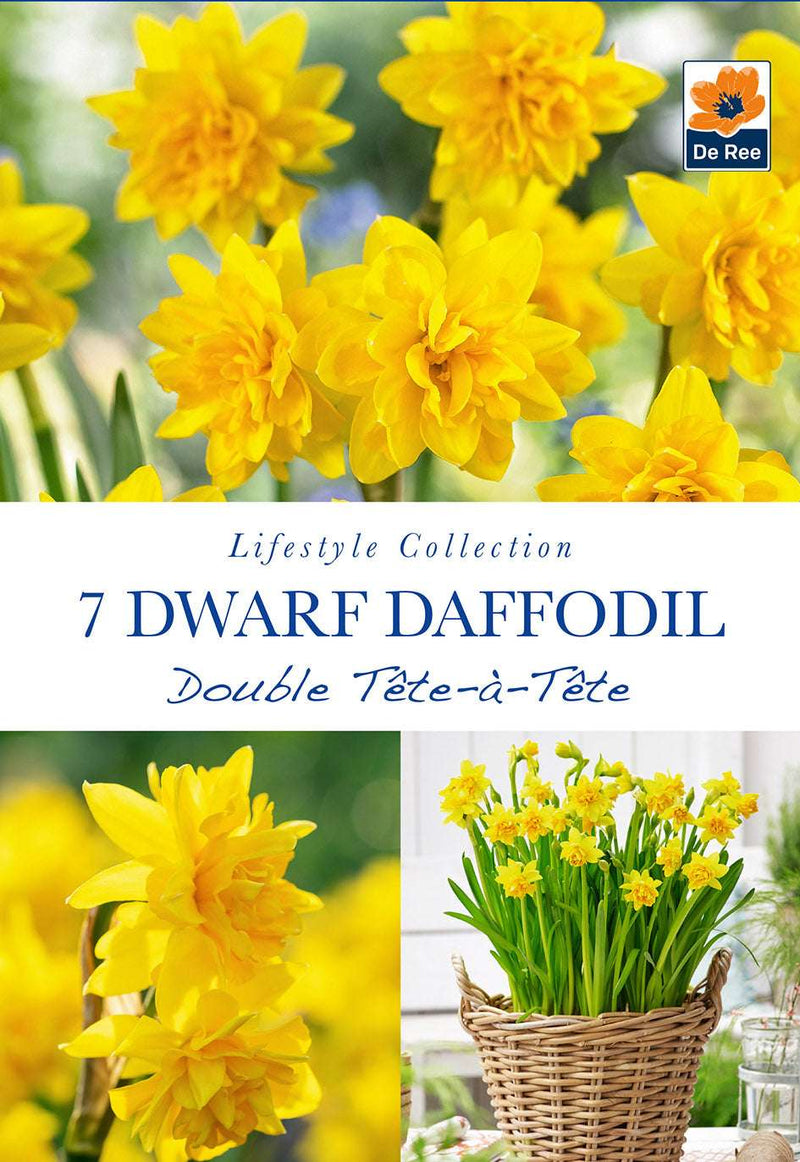 Dwarf Daffodil Double Tete a Tete (Narcissus Tete Boucle 7/16 Bulbs) -