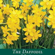 Dwarf Daffodil 'Baby Moon' (8 Bulbs) -