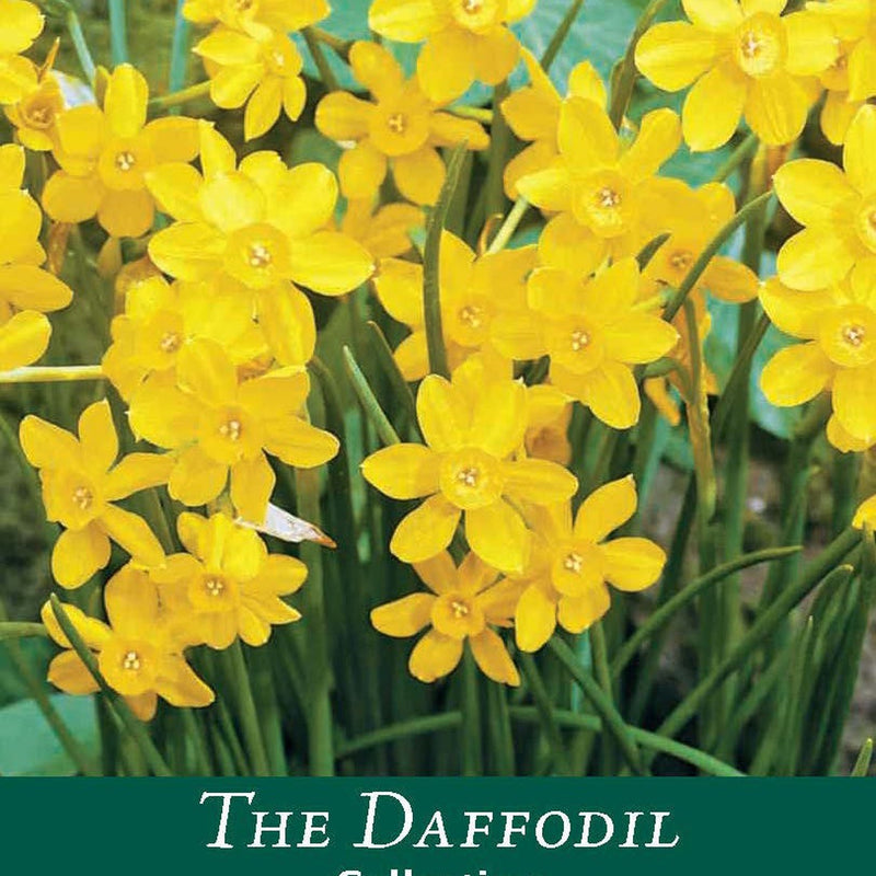 Dwarf Daffodil 'Baby Moon' (8 Bulbs) -