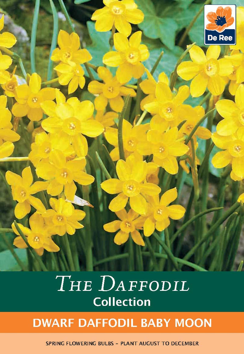 Dwarf Daffodil 'Baby Moon' (8 Bulbs) -