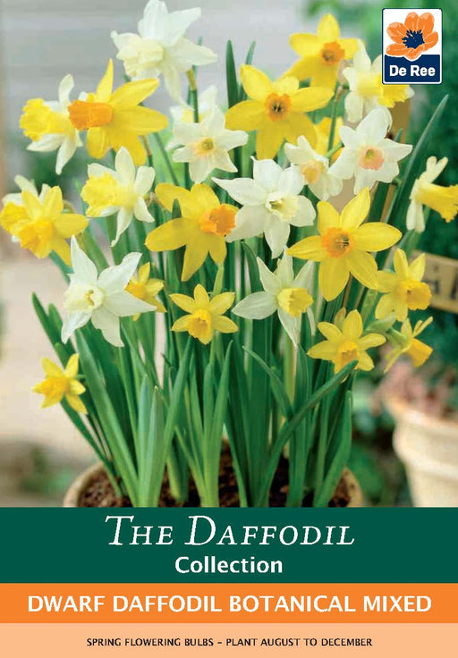 Dwarf Daffodil Botanical Mixed Bulbs (8 Bulbs) -