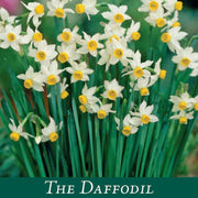 Dwarf Daffodil Canaliculatus (6 Bulbs) -