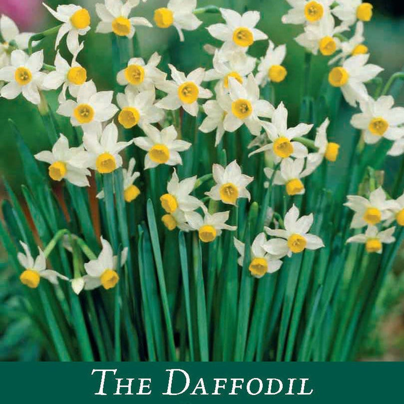 Dwarf Daffodil Canaliculatus (6 Bulbs) -