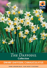 Dwarf Daffodil Canaliculatus (6 Bulbs) -
