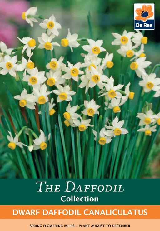 Dwarf Daffodil Canaliculatus (6 Bulbs) -