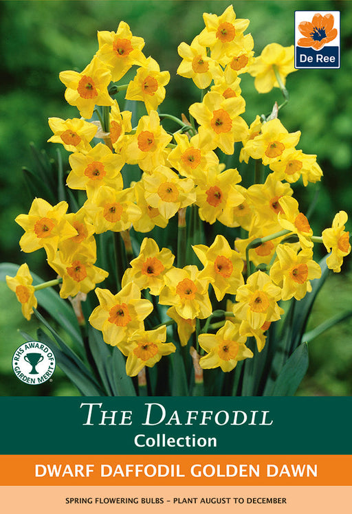 Dwarf Daffodil 'Golden Dawn' (8 Bulbs) -