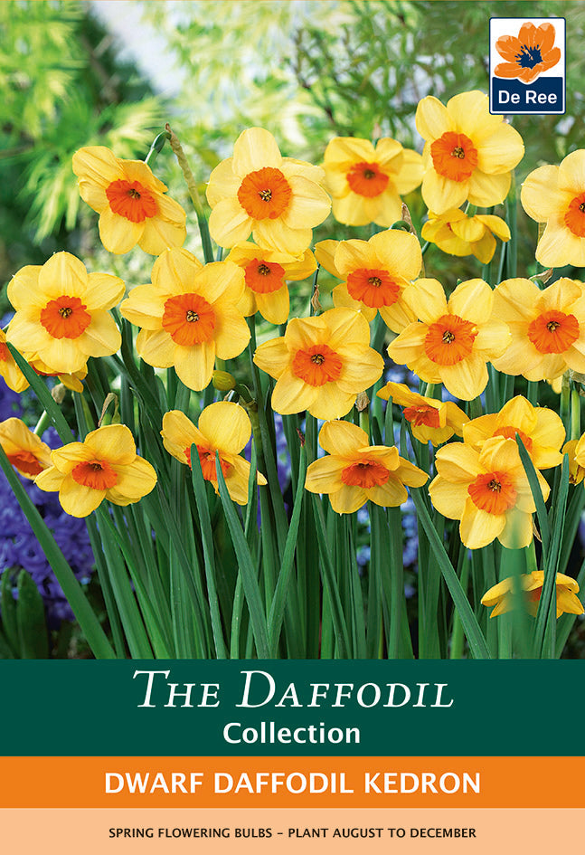 Dwarf Daffodil 'Kedron' 8 Bulbs -