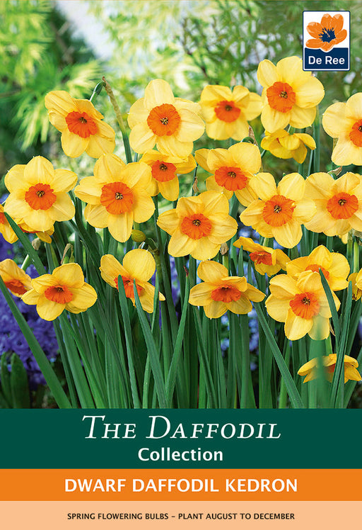 Dwarf Daffodil 'Kedron' 8 Bulbs -