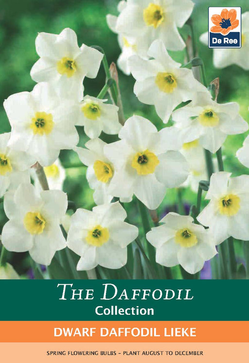 Dwarf Daffodil 'Lieke' (5 Bulbs) -