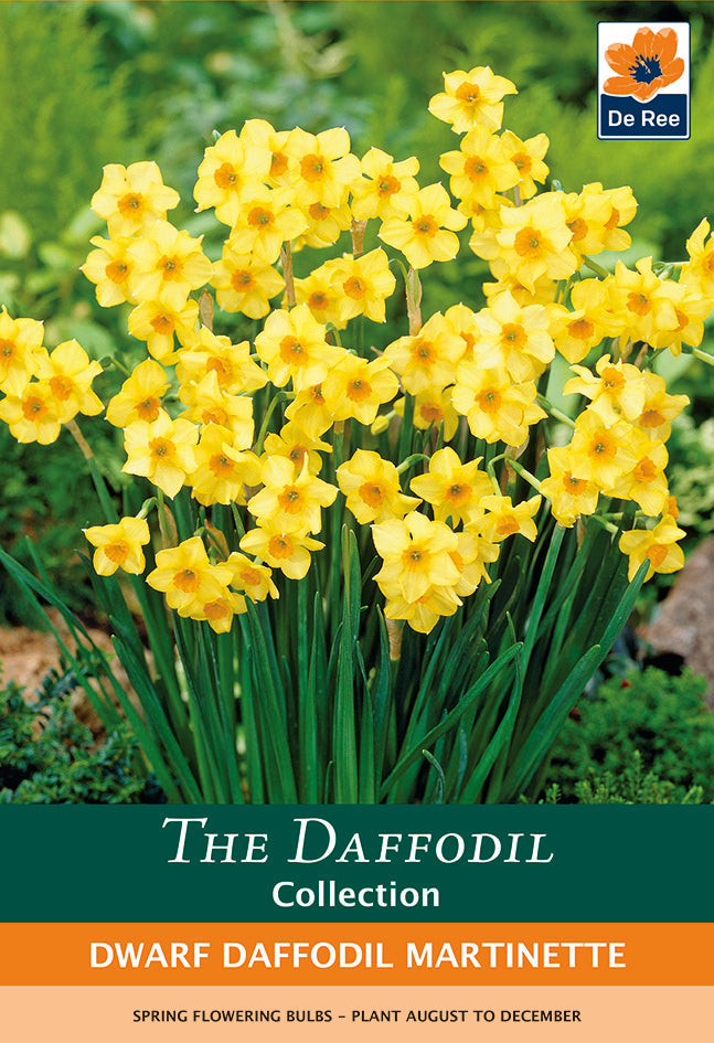 Dwarf Daffodil 'Martinette' (8 Bulbs) -