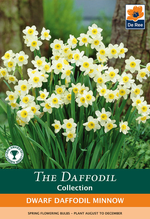 Dwarf Daffodil 'Minnow' (8/18 Bulbs) -