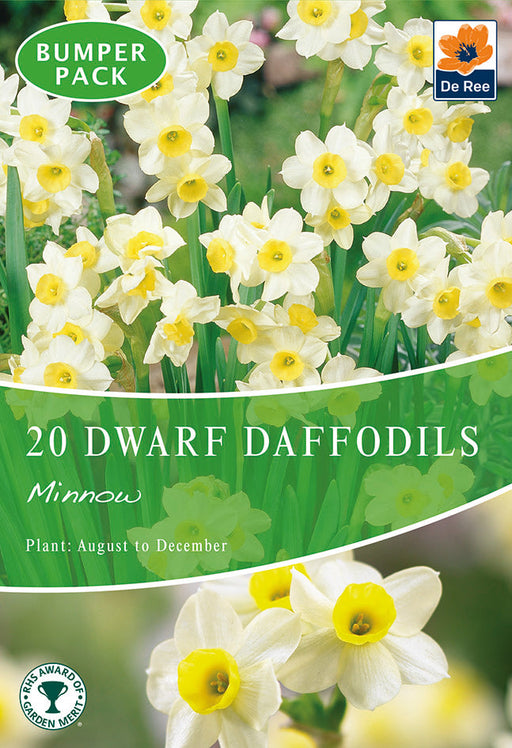 Dwarf Daffodil 'Minnow' (8/18 Bulbs) -