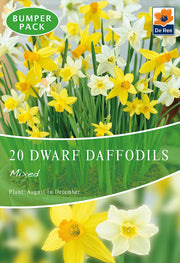Dwarf Daffodil Bulbs Mixed (20 Bulbs) -