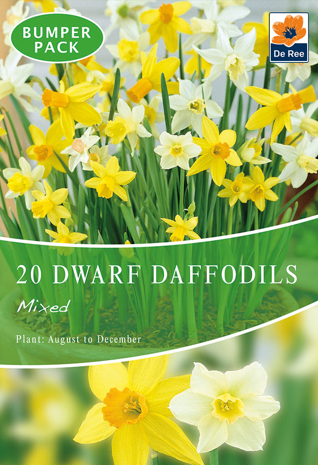 Dwarf Daffodil Bulbs Mixed (20 Bulbs) -
