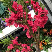 Prunus Persica (Peach) 'Red Peachy' Dwarf Blossom Tree 80-90cm -