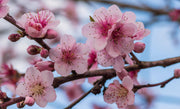Ornamental Flowering Cherry Blossom Tree Dwarf - Prunus cerasifera ‘Nigra’ 80-100cm -